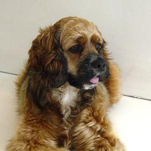 Meet your Posher, Ginger mae